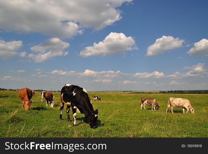 Cows On A Summer Meadow.