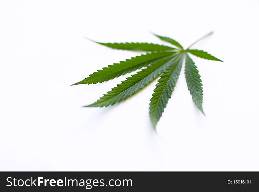 Cannabis plant for alternative medicine