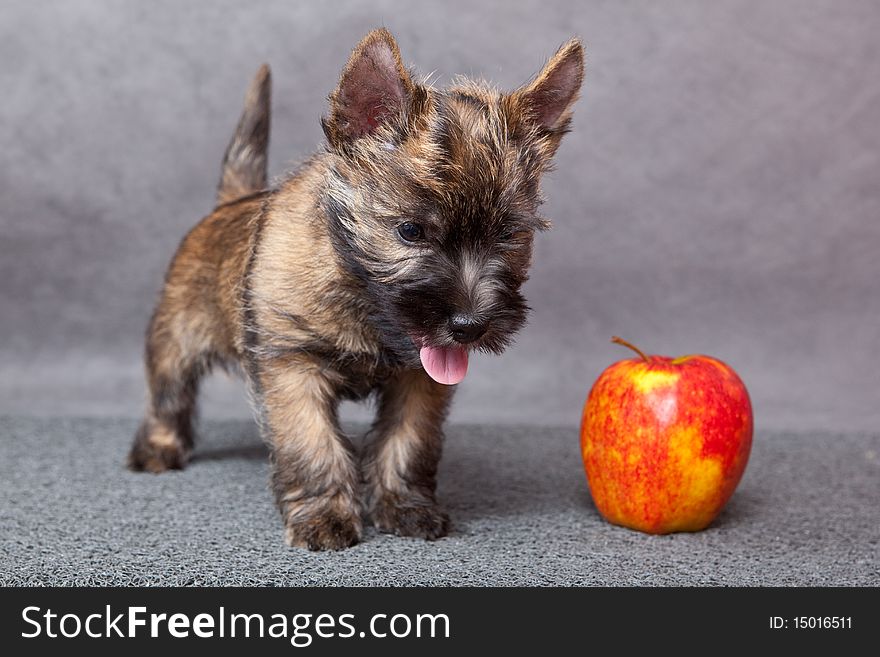 Cairn-terrier puppy studio portrait.