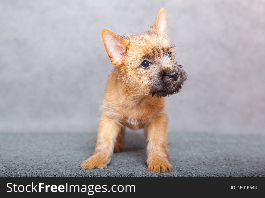 Cairn-terrier puppy studio portrait.