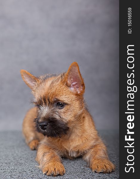 Cairn-terrier puppy studio portrait.