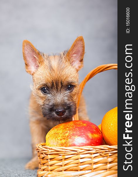 Cairn-terrier puppy studio portrait.