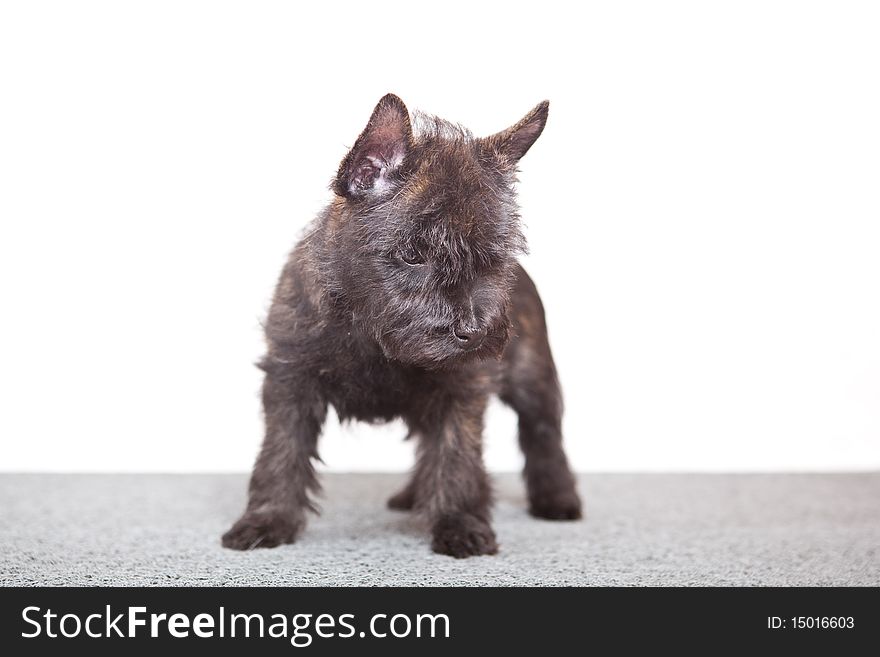 Cairn-terrier puppy studio portrait.