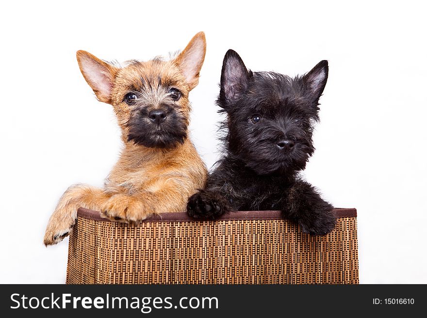 Two puppy in basket.