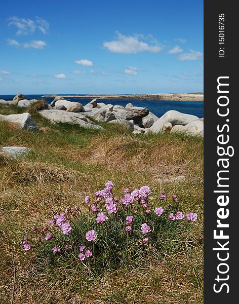 Armeria maritima pink sea growing on a dune