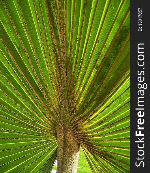 A palm leaf in botanic garden in Berlin