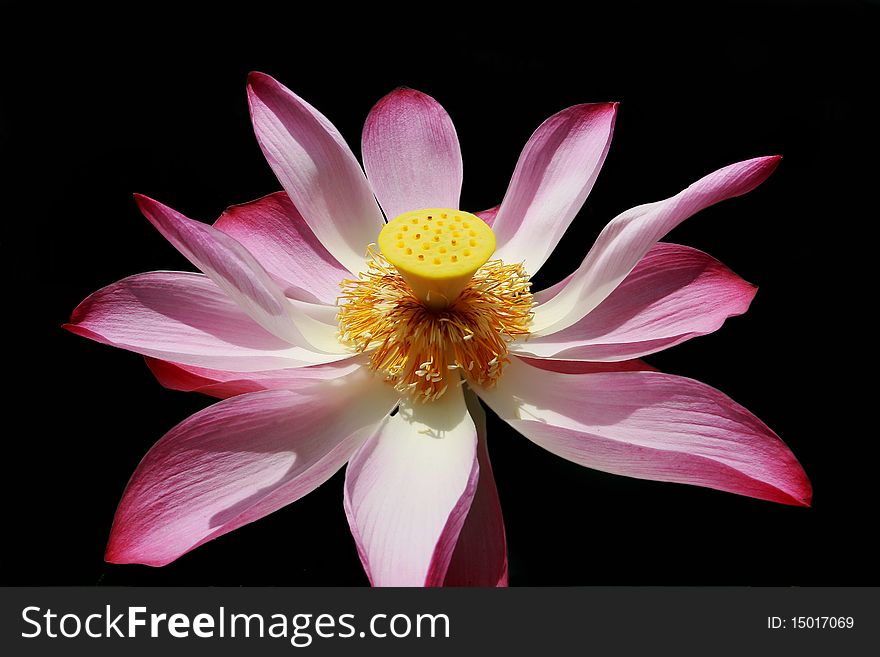 Lotus red flower in black insulated background. Lotus red flower in black insulated background