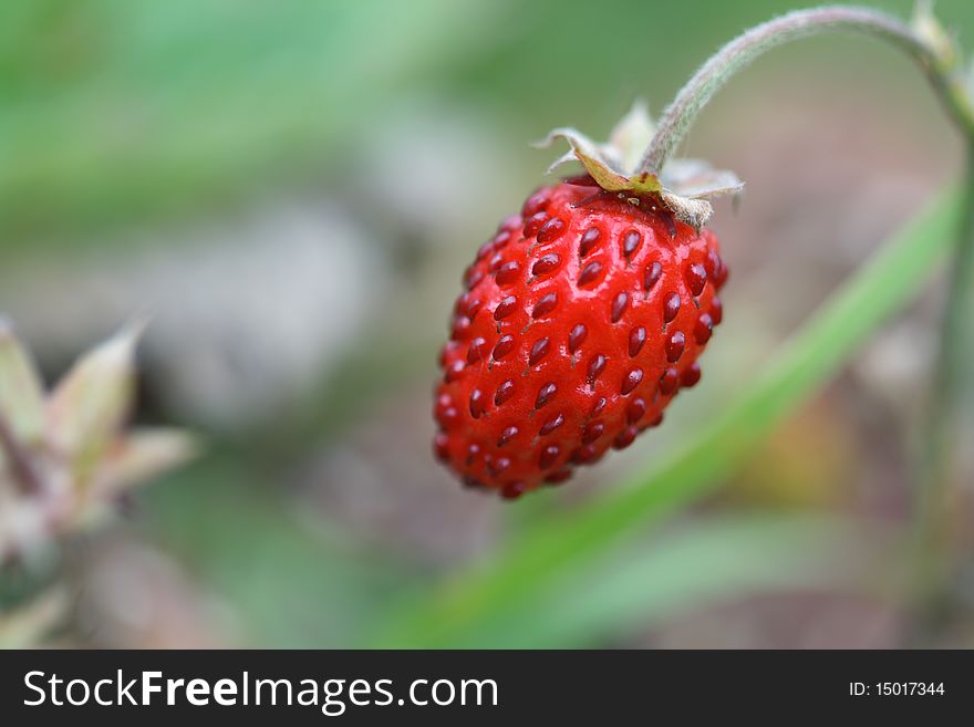 One strawberry hanging on twig on green background. One strawberry hanging on twig on green background