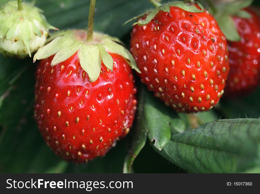 Two red strawberries hanging on twig on background with green leaves