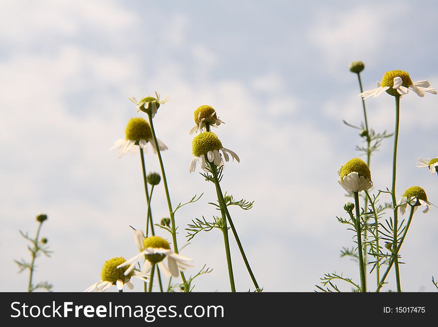 Camomile plant blooming with sky in the background