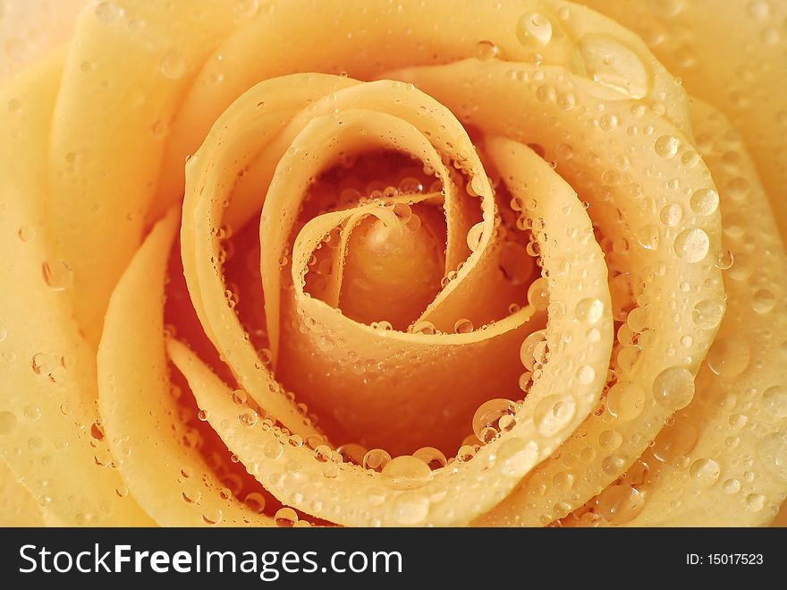 Full-blown inside of the orange rose with drops of water. Full-blown inside of the orange rose with drops of water