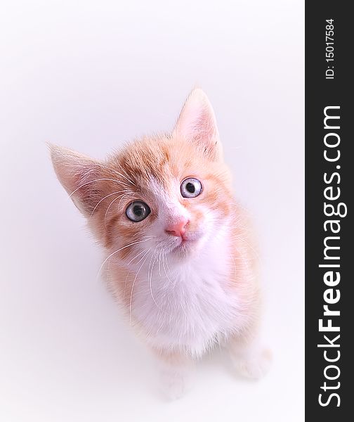 Portrait of cute tabby kitten. Portrait of cute tabby kitten