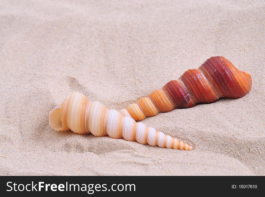 Sea shell on bright white sand.