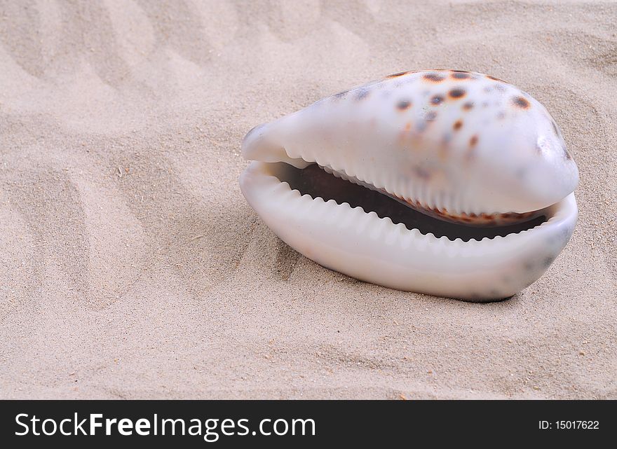 Sea shell on bright white sand.