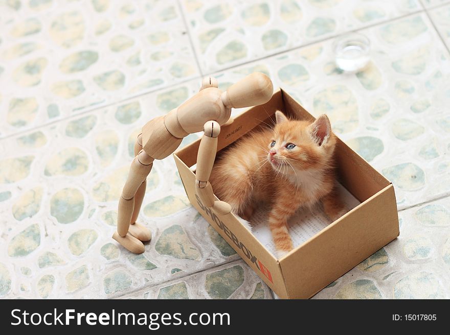 Lovely Kitty is curious with puppet