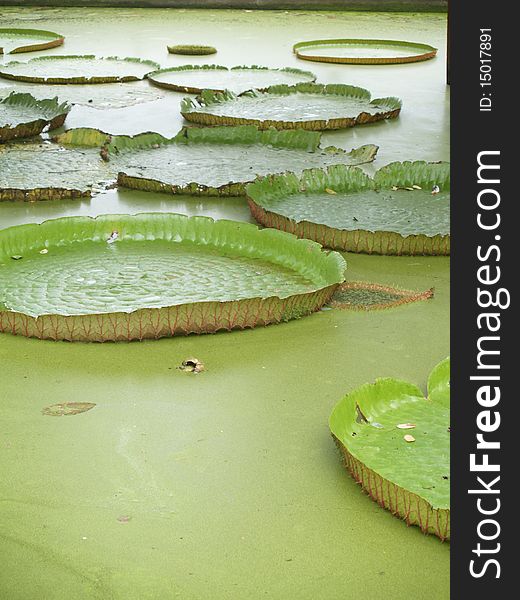 Lotus leaf in the green Marsh Thailand