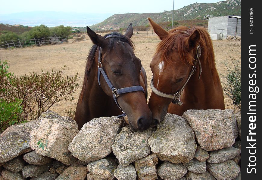 Italy, Sardinia couple of race horse