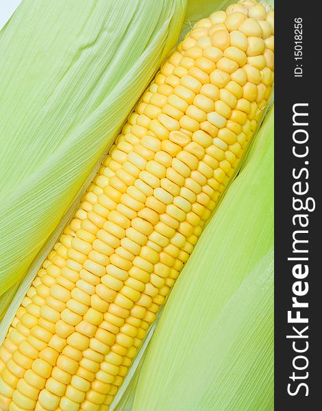 A fresh corn crop as background