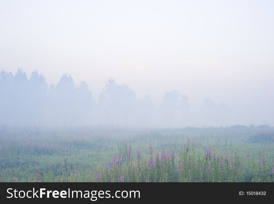 Morning fog of over the meadow and trees