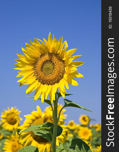 Sunflowers against bright blue summer sky. Sunflowers against bright blue summer sky