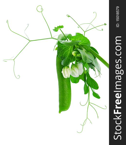 Fresh green pea pod isolated on white background