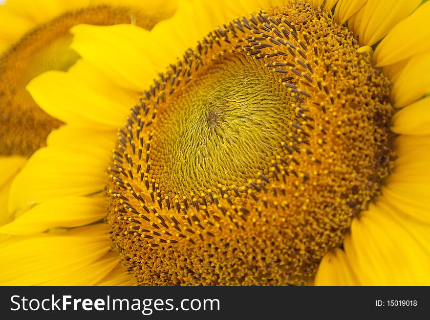 Sunflower flower - nature yellow background