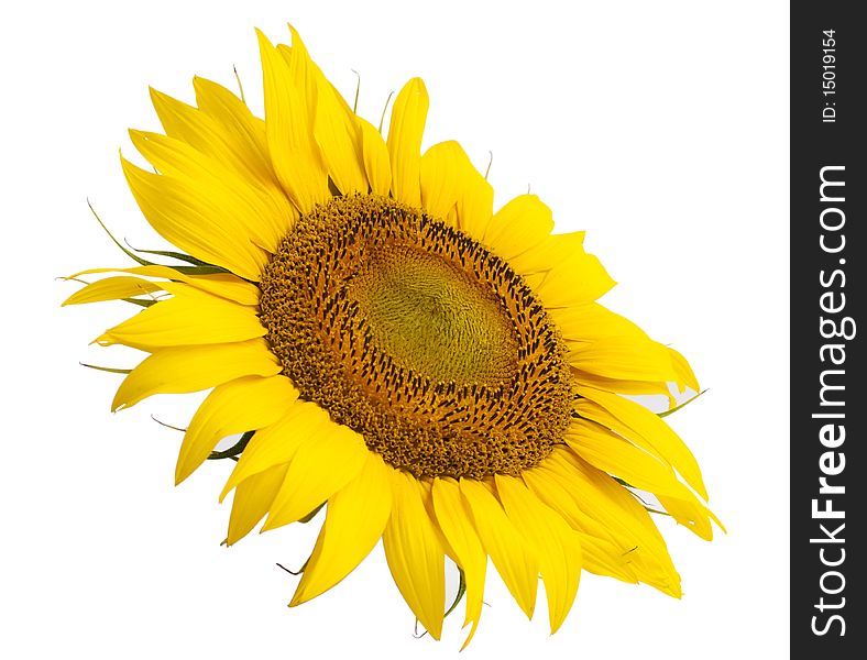 Sunflower flower on a white background