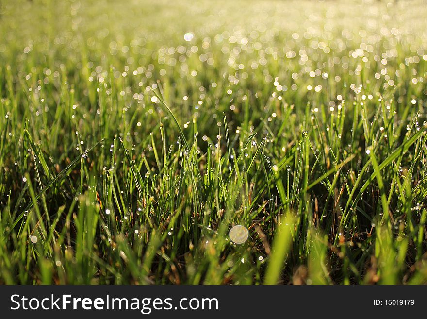 Macro photo of water droplets on grass. Macro photo of water droplets on grass