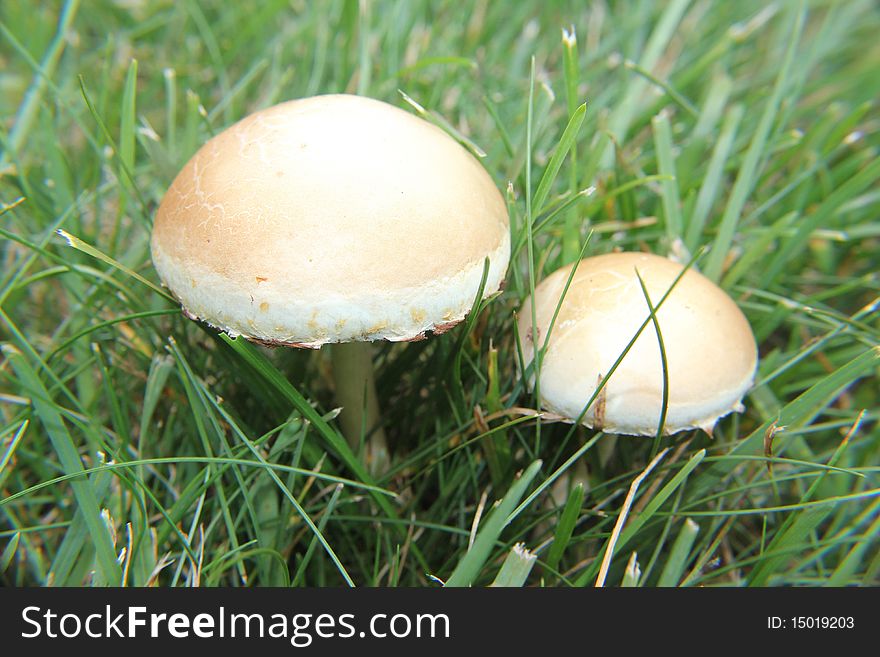 Close-up of two mushrooms in grass in backyard