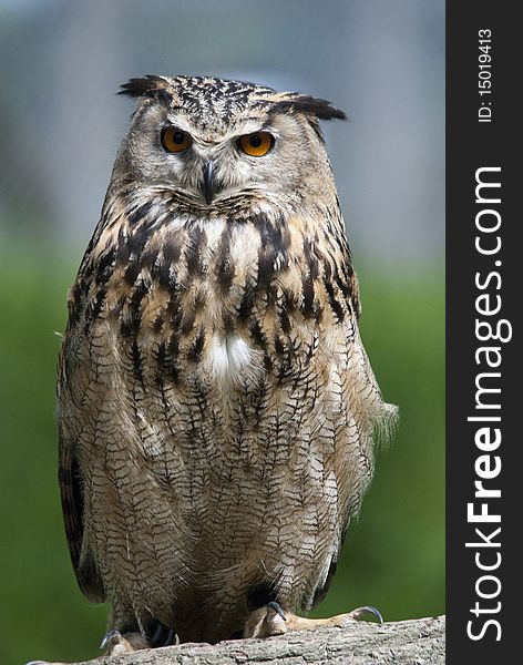 European eagle owl perched on branch