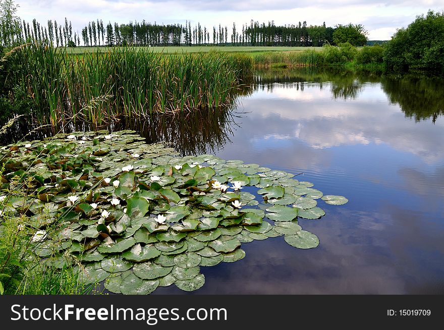 Lake with water-lily flowers on blue water