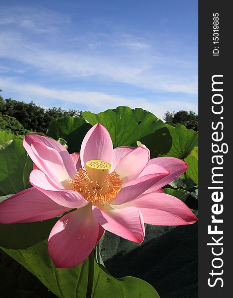 A pink lotus under blue sky in the garden.