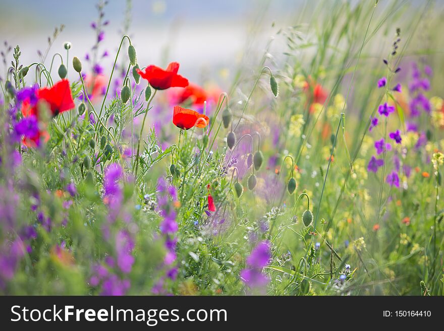 Beautiful Summer Meadow Nature. Spring And Summer Flowers Under Blue Sky And Sunlight Near Shemakha, Azerbaijan