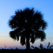 Palm Tree Silhouette Stock Images