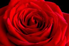 Red Rose Shot Against Black Velvet Background Royalty Free Stock Photos