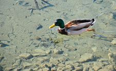 Swimming Drake In The Clear Water Royalty Free Stock Image