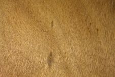 Free Rough Wood Texture Stock Image - 15023781