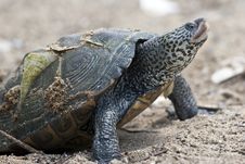 Turtle Stock Image