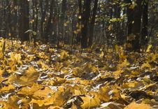 Autumn Park Royalty Free Stock Images Autumn Park Royalty Free Stock Images