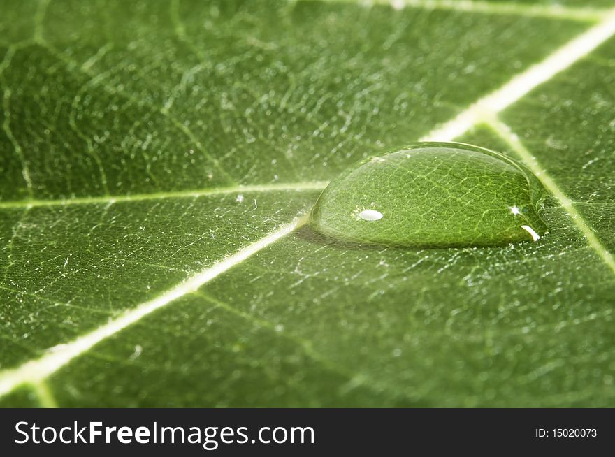 This image shows the detail of a banana leaf, a drop of water looming