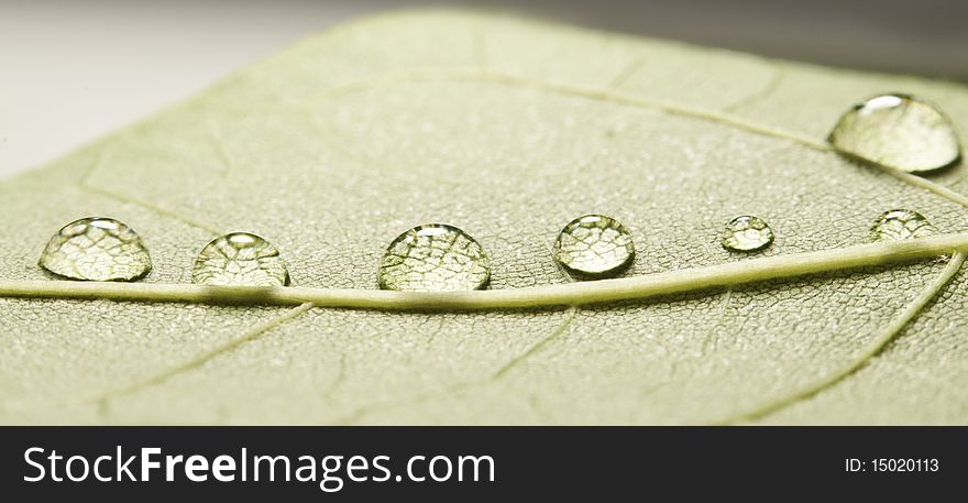 This image shows the detail of a banana leaf, with a few drops of water. This image shows the detail of a banana leaf, with a few drops of water