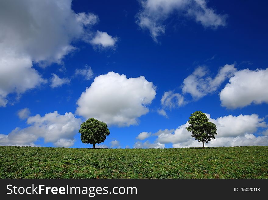 Green fields, the blue sky and two trees