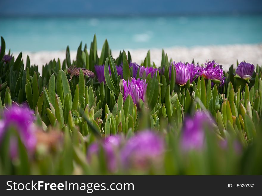 Flowers in front of the beach, which invites to relax. Flowers in front of the beach, which invites to relax