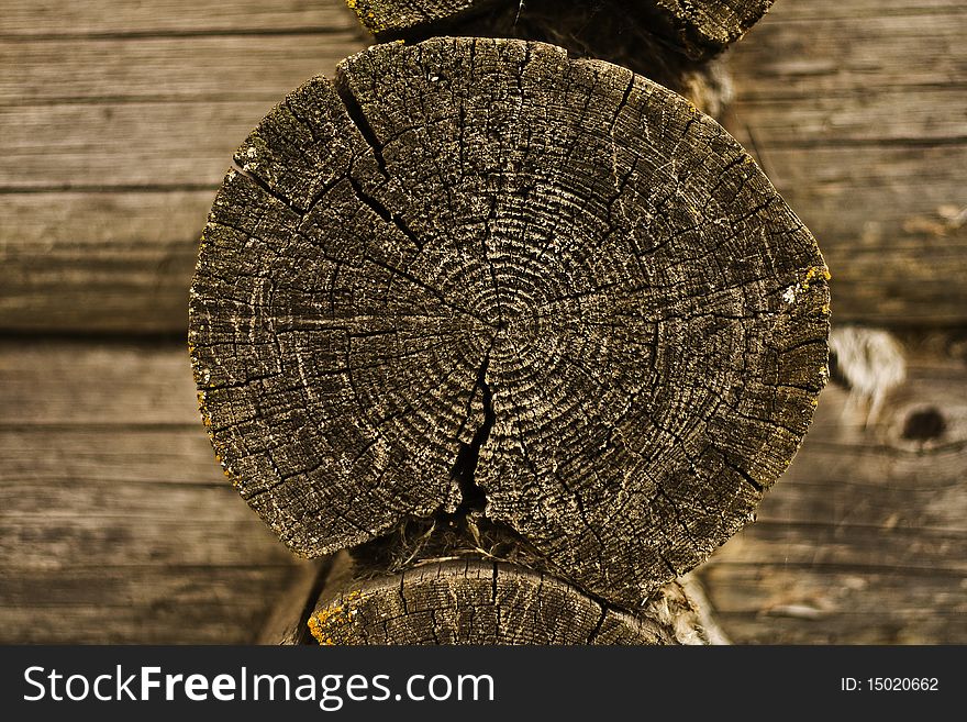 Wooden surface of a board. Old Tree Stump.