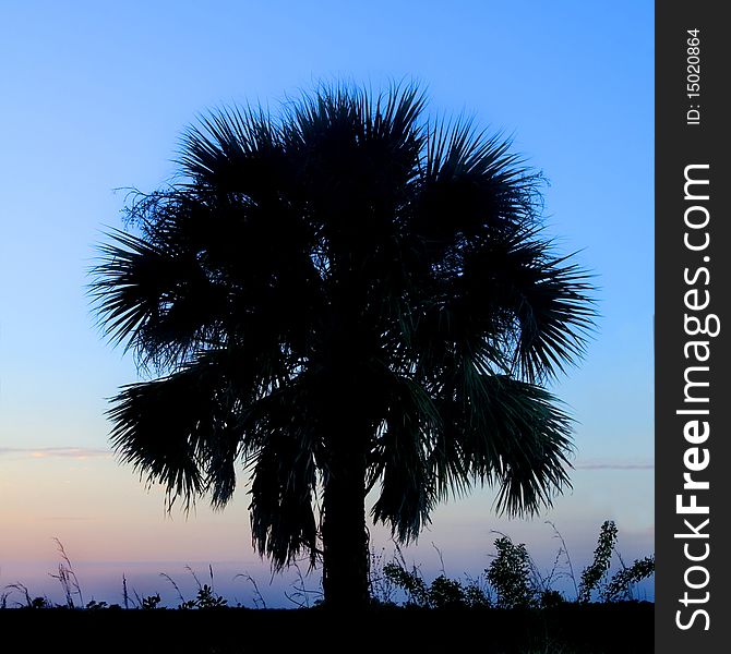 Beautiful vibrant palm tree silhouette at sunset