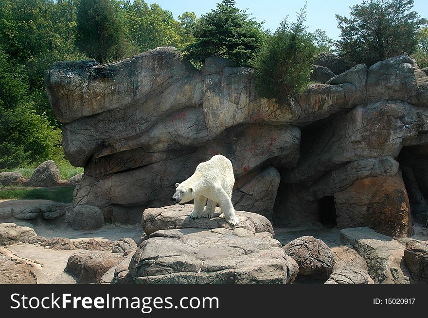 White Polar Bear standing on rocky ledge