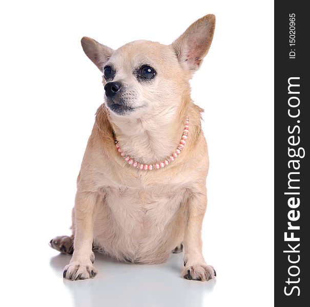 Small Chihuahua dog sitting, on white background. Small Chihuahua dog sitting, on white background.