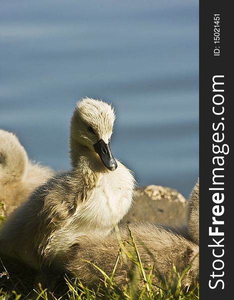 Cute baby swans on the grass near the water