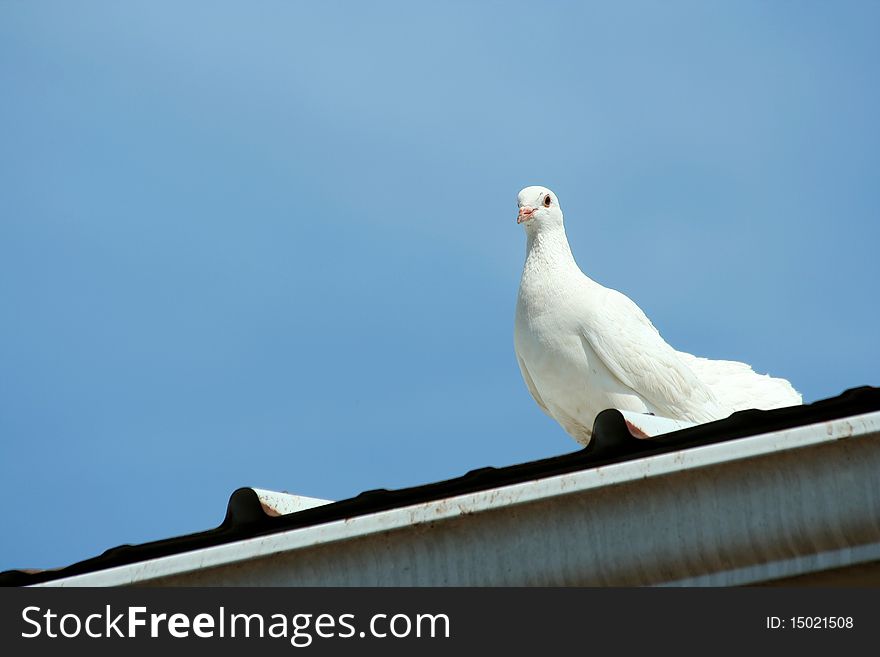 A White dove with blue sky