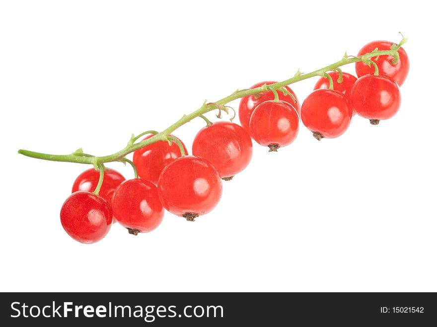 Red Currant On White